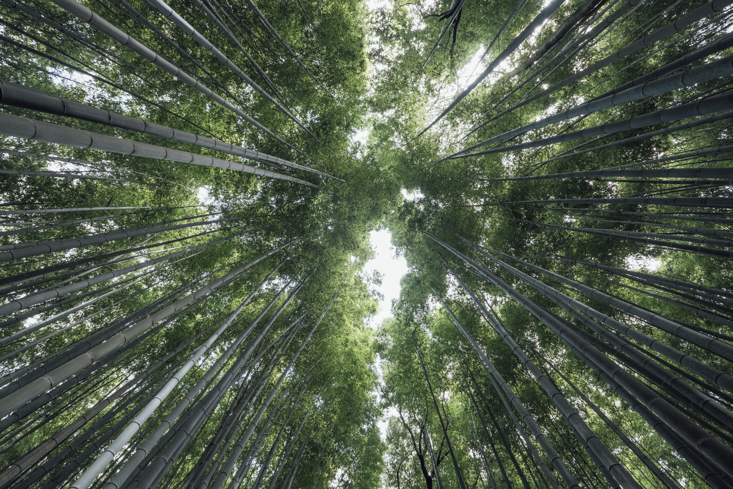 Secteur forestier : 720 millions d&rsquo;euros d&rsquo;aides débloquées en France